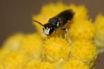  Hylaeus variegatus (Fabricius, 1798)