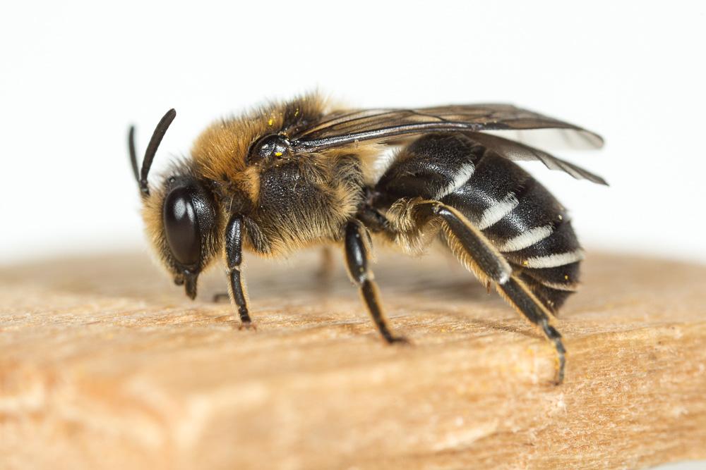 Le  Colletes albomaculatus (Lucas, 1849)