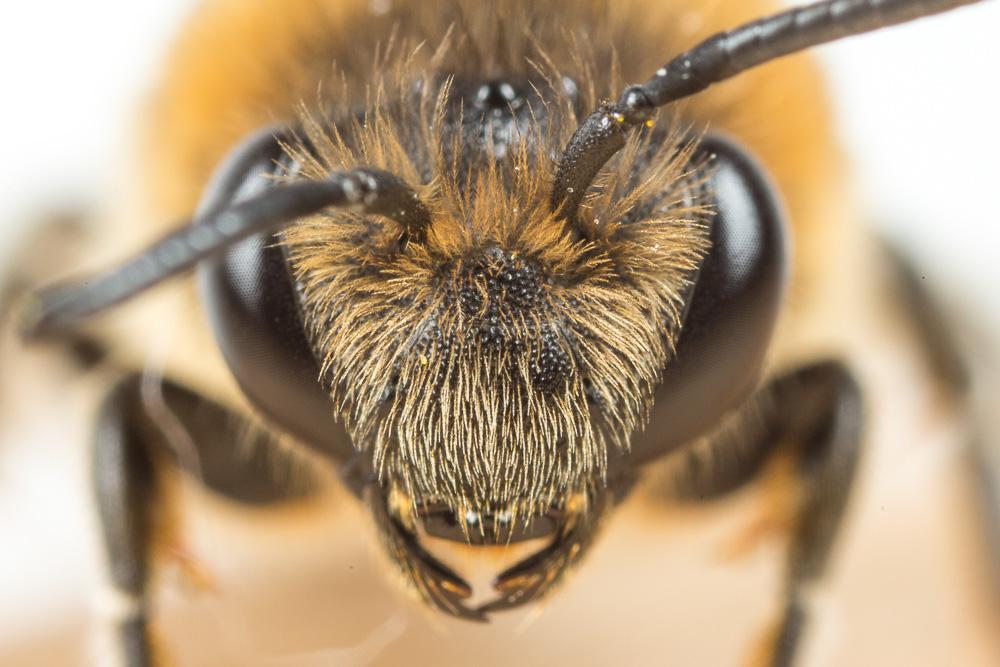 Le  Colletes albomaculatus (Lucas, 1849)