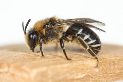  Colletes albomaculatus (Lucas, 1849)