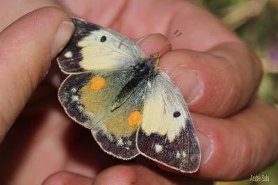 Souci (Le) Colias crocea (Geoffroy in Fourcroy, 1785)