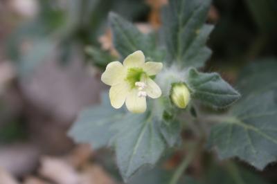 Jusquiame blanche Hyoscyamus albus L., 1753