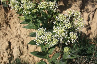 Passerage drave , Pain-blanc Lepidium draba L., 1753