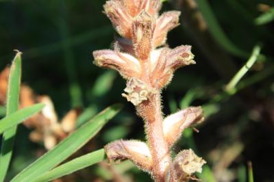 Orobanche du trèfle, Petite Orobanche Orobanche minor Sm., 1797