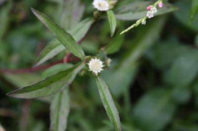 Éclipte blanche Eclipta prostrata (L.) L., 1771