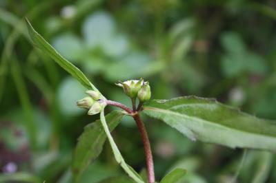 Éclipte blanche Eclipta prostrata (L.) L., 1771