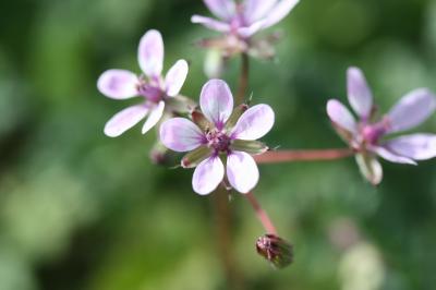 Érodium à feuilles de cigue, Bec de grue, Cicutair Erodium cicutarium (L.) L'Hér., 1789