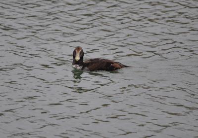 Eider à duvet Somateria mollissima (Linnaeus, 1758)