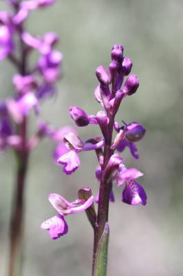 Orchis peint Anacamptis morio subsp. picta (Loisel.) Jacquet & Scappat., 2003