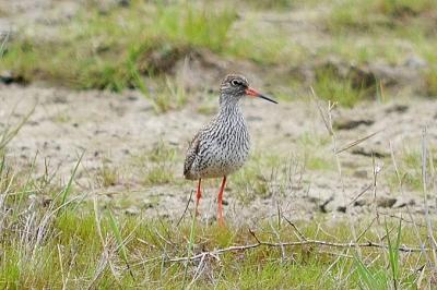 Chevalier gambette Tringa totanus (Linnaeus, 1758)