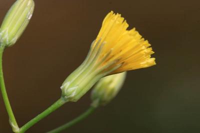 Crépide élégante, Crépide jolie Crepis pulchra L., 1753