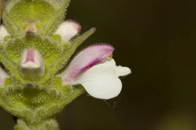 Bellardie, Bartsie trixago, Bellardie Germandrée Bartsia trixago L., 1753