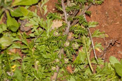 Corne-de-cerf didyme Lepidium didymum L., 1767