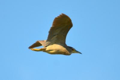 Héron bihoreau, Bihoreau gris Nycticorax nycticorax (Linnaeus, 1758)