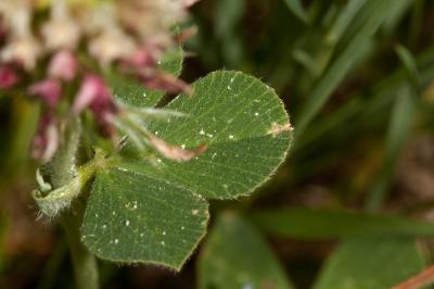 Trèfle de Molineri Trifolium incarnatum var. molinerii (Balb. ex Hornem.) DC., 1815