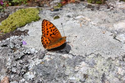 Chiffre (Le) Fabriciana niobe (Linnaeus, 1758)