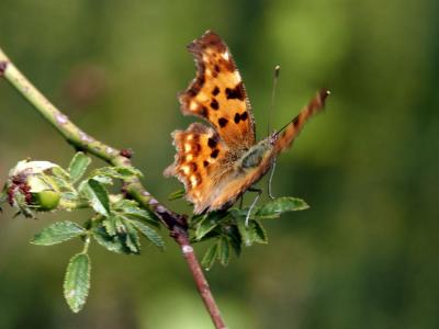 Gamma (Le), Robert-le-diable (Le), C-blanc (Le), D Polygonia c-album (Linnaeus, 1758)