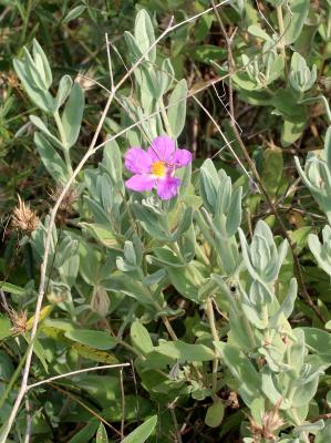 Ciste blanc, Ciste mâle à feuilles blanches, Ciste Cistus albidus L., 1753