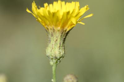 Laiteron des champs Sonchus arvensis L., 1753