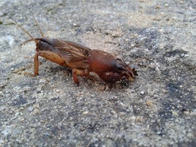 Courtilière commune, Courtilière, Taupe-Grillon, P Gryllotalpa gryllotalpa (Linnaeus, 1758)