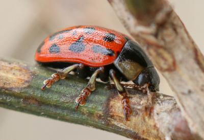  Gonioctena variabilis (Olivier, 1790)