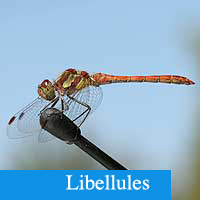 libellules