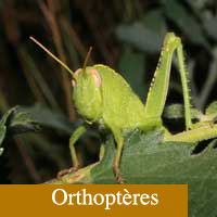 orthoptères