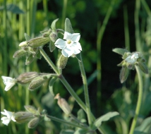 Lychnis à grosses graines 