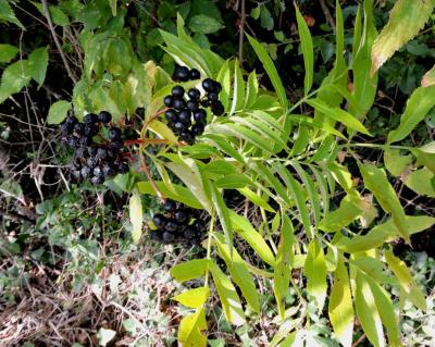 Sureau yèble, Herbe à l'aveugle Sambucus ebulus L., 1753