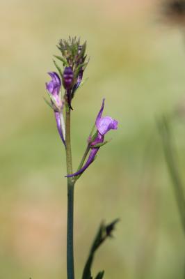 Linaire de Pélissier Linaria pelisseriana (L.) Mill., 1768