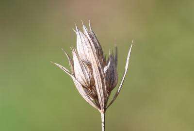 Buplèvre du Mont Baldo, Buplèvre opaque Bupleurum baldense Turra, 1764