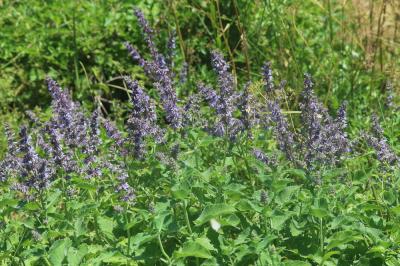 Sauge verticillée Salvia verticillata L., 1753