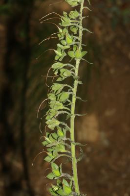 Digitale pourpre, Gantelée Digitalis purpurea L., 1753