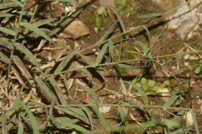 Cleistogène tardif Kengia serotina (L.) Packer, 1960