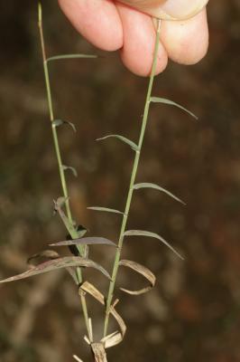 Cleistogène tardif Kengia serotina (L.) Packer, 1960