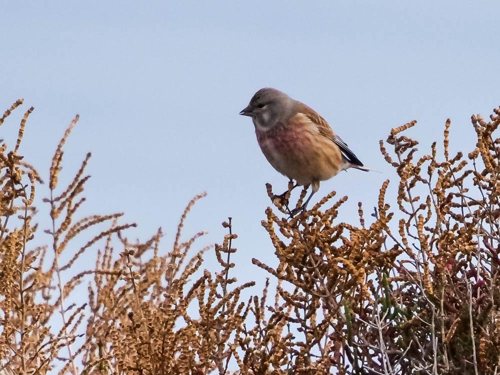 Linotte mélodieuse Carduelis cannabina (Linnaeus, 1758)