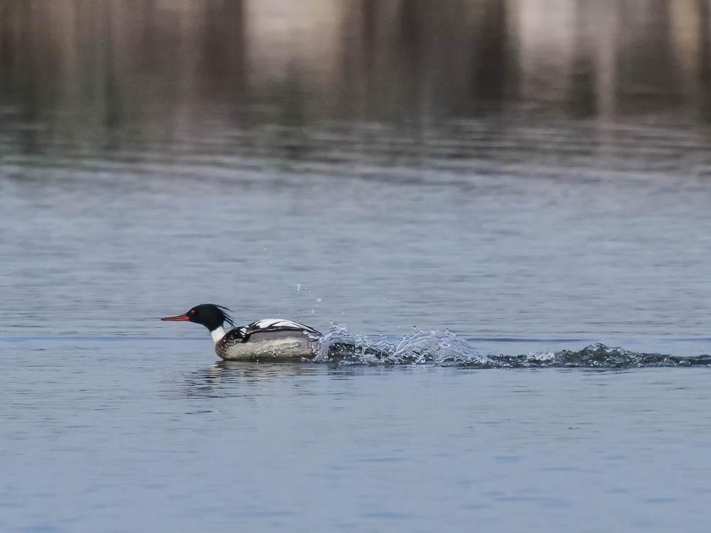 Harle bièvre Mergus merganser Linnaeus, 1758