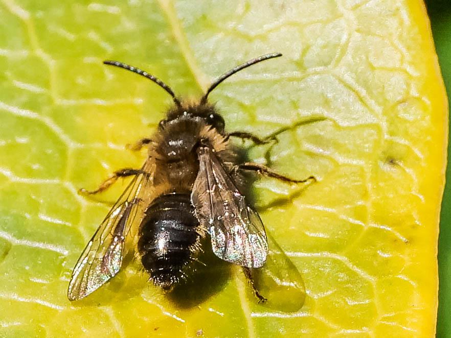  Andrena nigroaenea (Kirby, 1802)