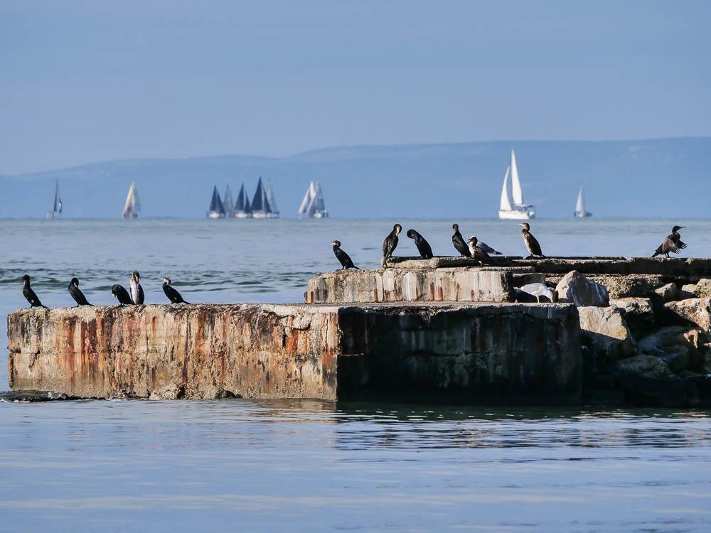 Grand Cormoran Phalacrocorax carbo (Linnaeus, 1758)