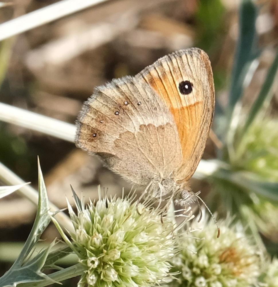 Fadet commun (Le), Procris (Le), Petit Papillon de Coenonympha pamphilus (Linnaeus, 1758)