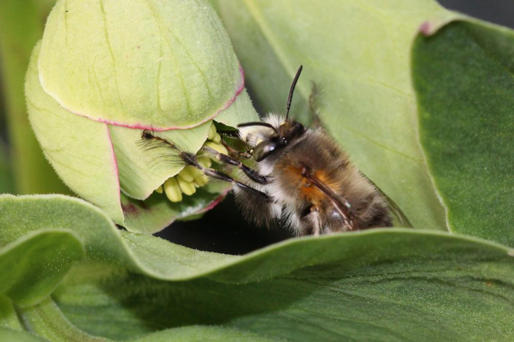 Anthophore commune, Anthophore plumeuse, Anthophor Anthophora plumipes (Pallas, 1772)