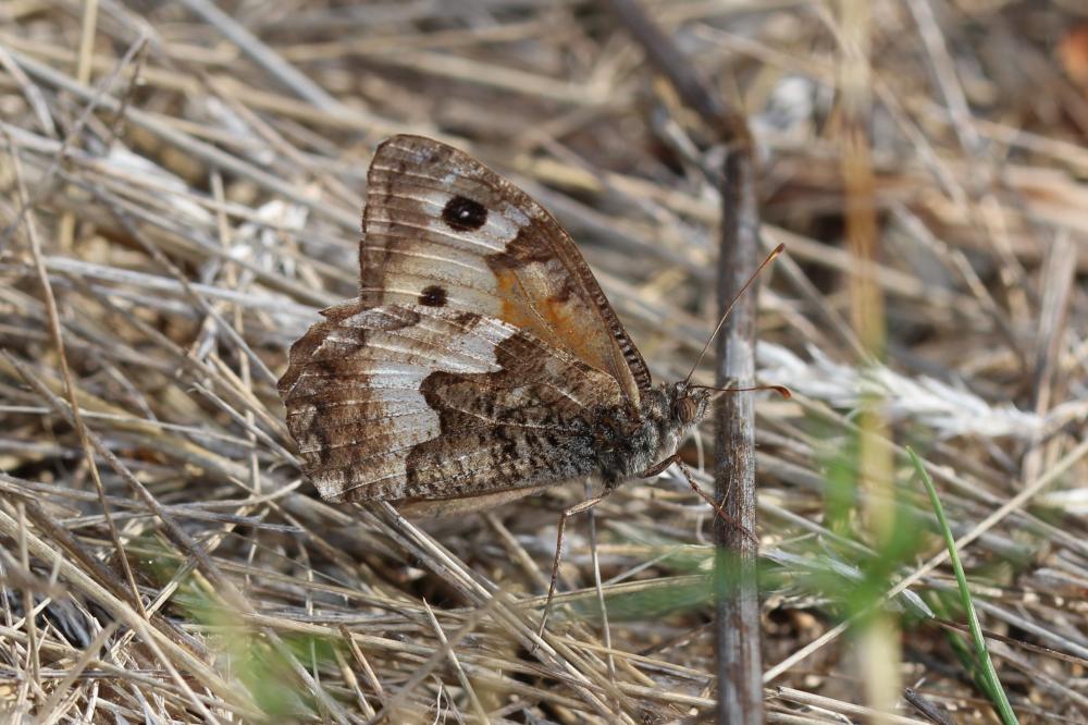 Agreste (L') Hipparchia semele (Linnaeus, 1758)