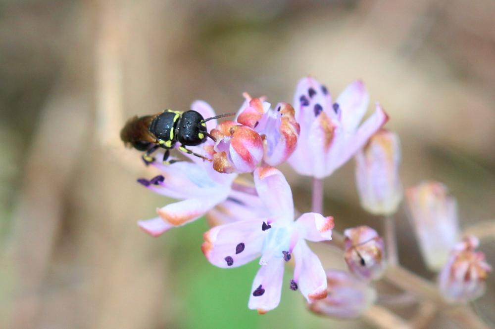  Hylaeus Fabricius, 1793