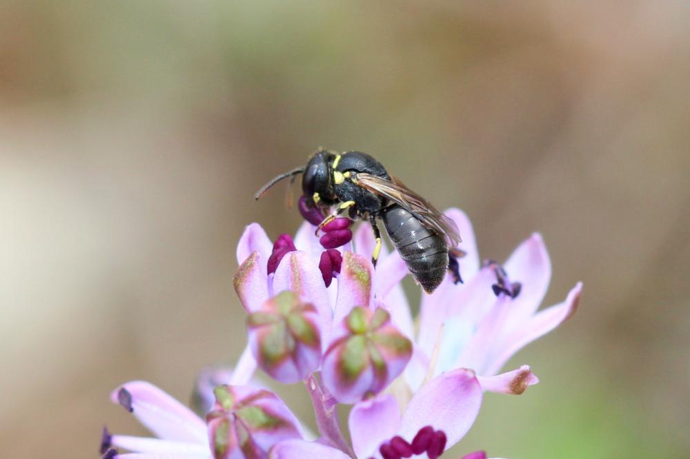  Hylaeus Fabricius, 1793