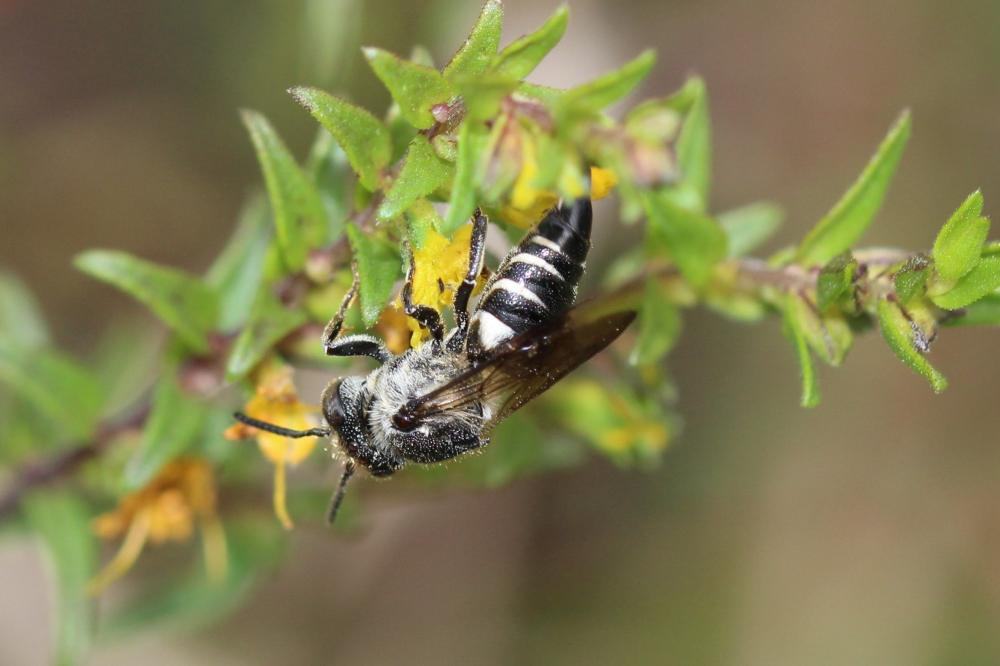  Coelioxys Latreille, 1809