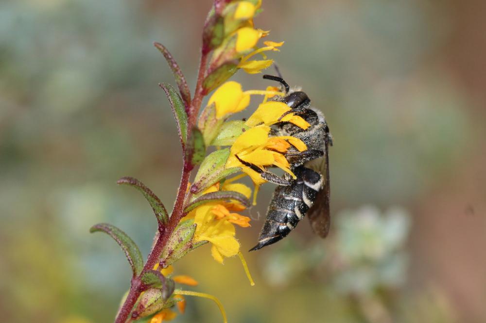  Coelioxys Latreille, 1809