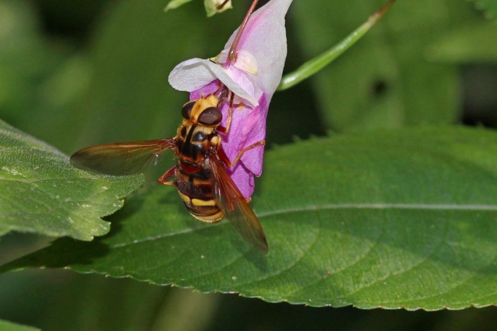 Milésie faux-frelon Milesia crabroniformis (Fabricius, 1775)