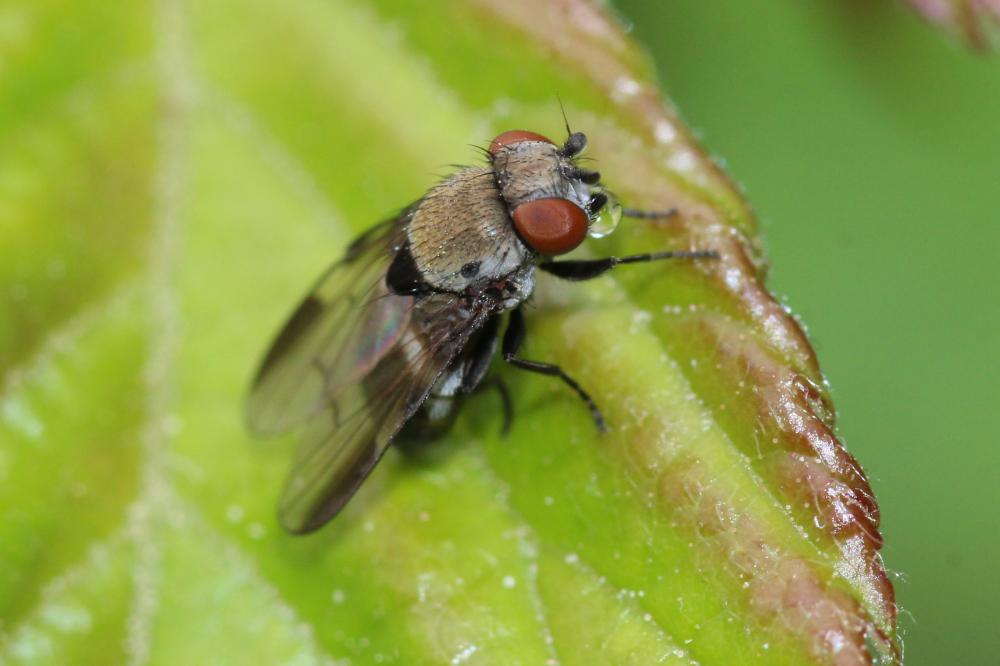  Milichia speciosa Meigen, 1830