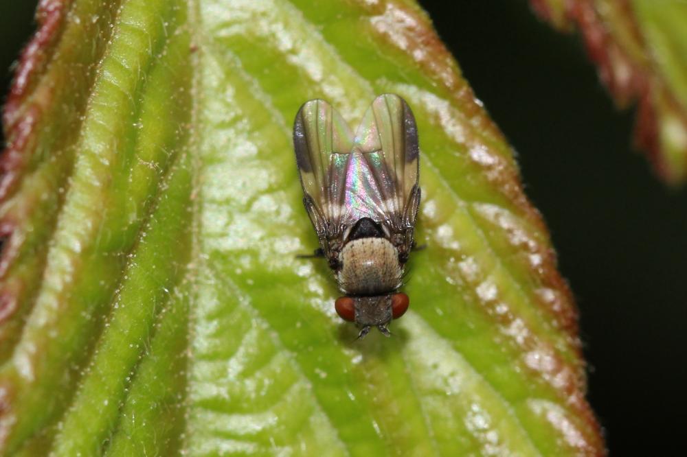  Milichia speciosa Meigen, 1830