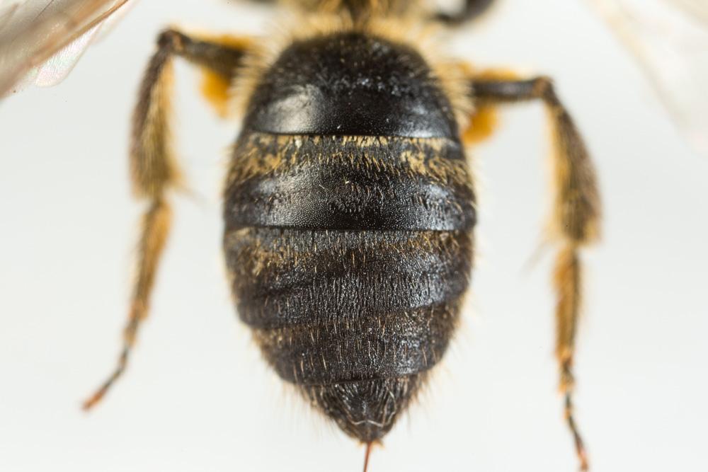 Le  Lasioglossum subfasciatum (Imhoff, 1832)